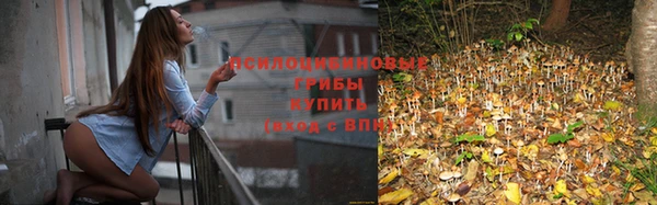 крисы Абаза